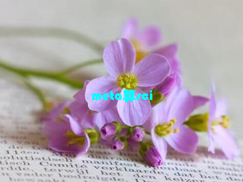 meta算sci